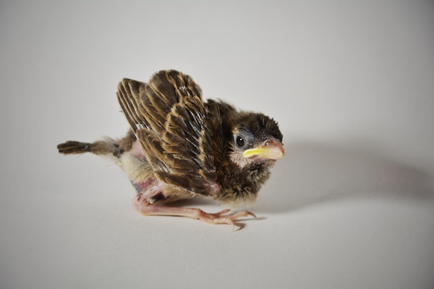 Photo photo small fledgling sparrow fell out of the nest