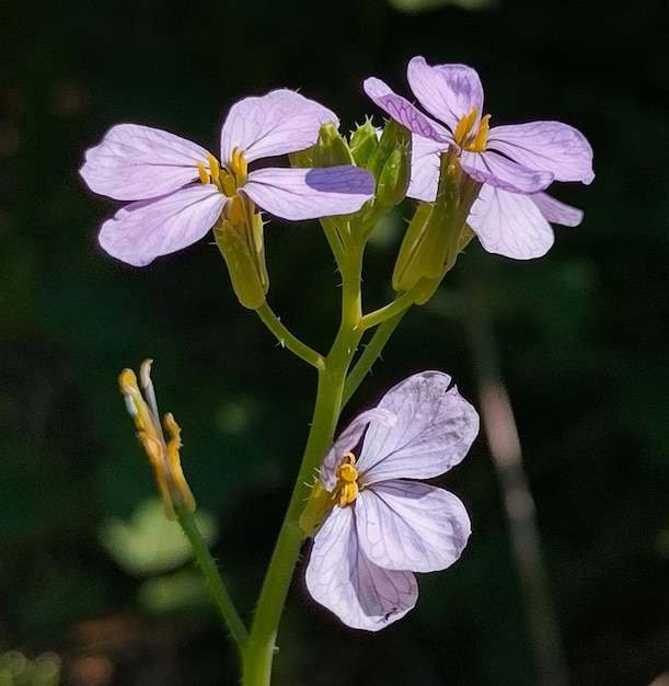 Photo of small flowers in nature