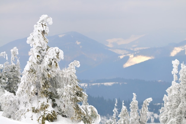 Photo of small pine trees covered with snow