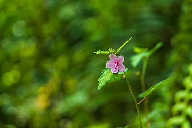 ジャングルの中で自生している小さな紫色の花の写真