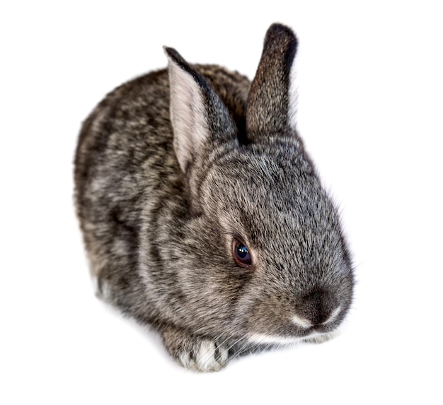 Photo of a small rabbit isolated on a white background