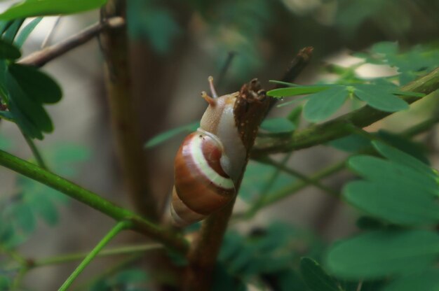 Photo photo of a snail on a twig