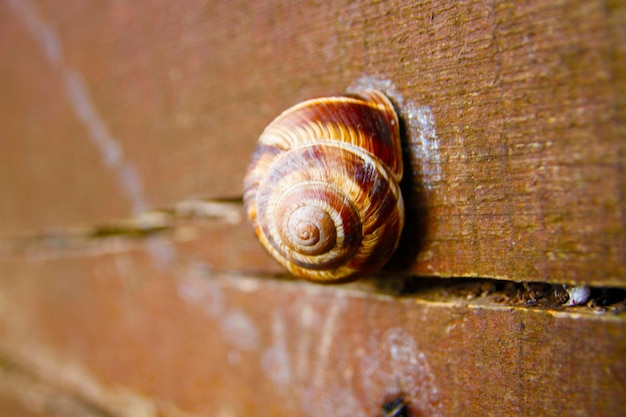 Photo snail on wood plank on soft focus