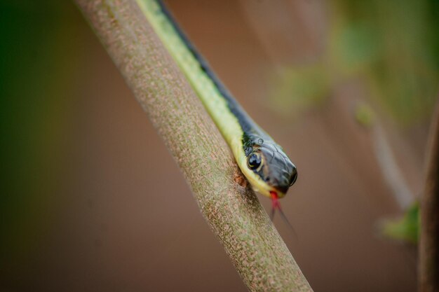 Photo photo of a snake stalking its prey from the top of a tree