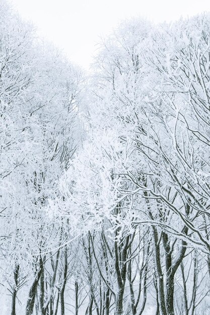 Foto di rami innevati di piante e alberi in inverno