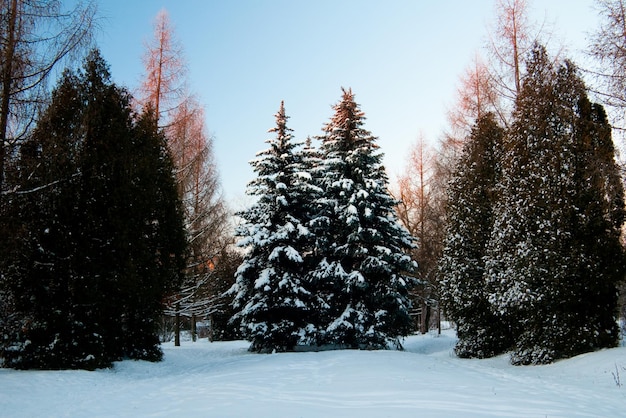 Photo the snowcovered river did not freeze in winterThe river flows in winter Snow on the branches of trees Reflection of snow in the river Huge snowdrifts lie on the Bank of the stream