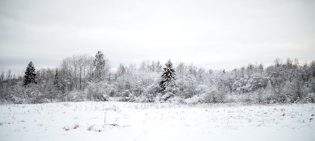 日中の低木とモミの木のある雪原の写真