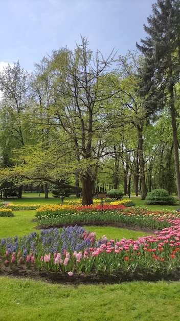 花のある春の公園の写真