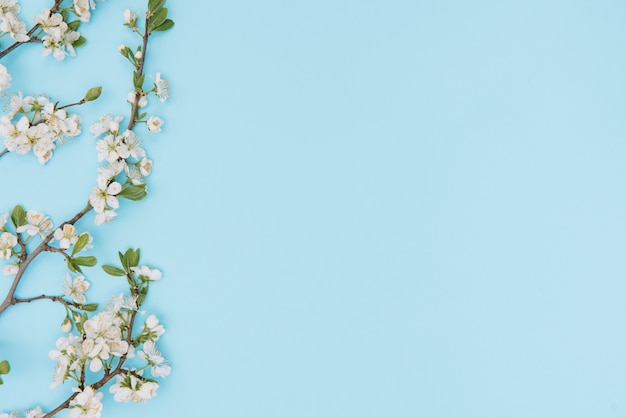 Foto dell'albero bianco del fiore di ciliegia della sorgente sulla superficie blu
