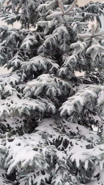 photo of spruce on the street in the snow