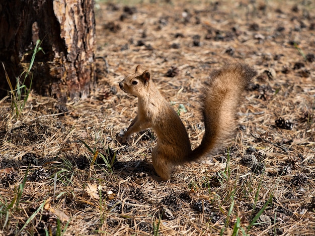 Photo of a squirrel during molting before winter.