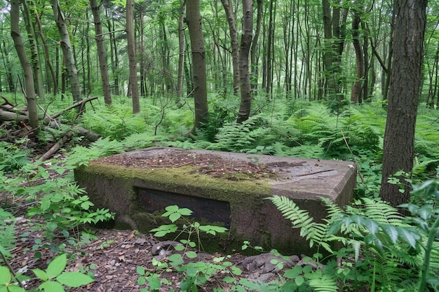 Photo of a stone podium in realm of perpetual change