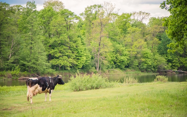 Photo of a summer field landscape. cow walking in the field near the lake