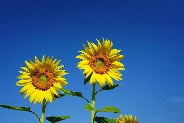 Photo of sunflowers in the morning in the sunflower field