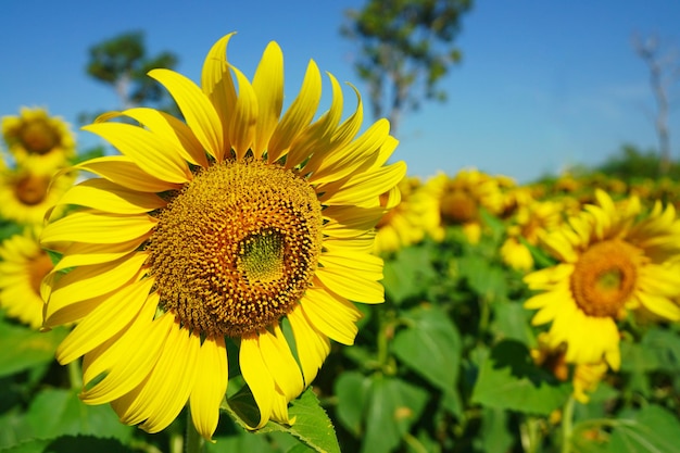 Photo of sunflowers in the morning in the sunflower field