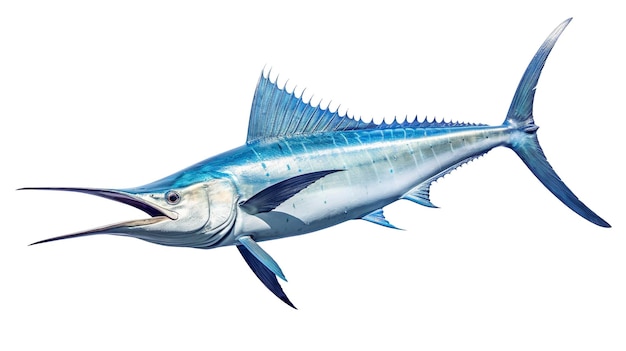 A photo of a swordfish full length photo