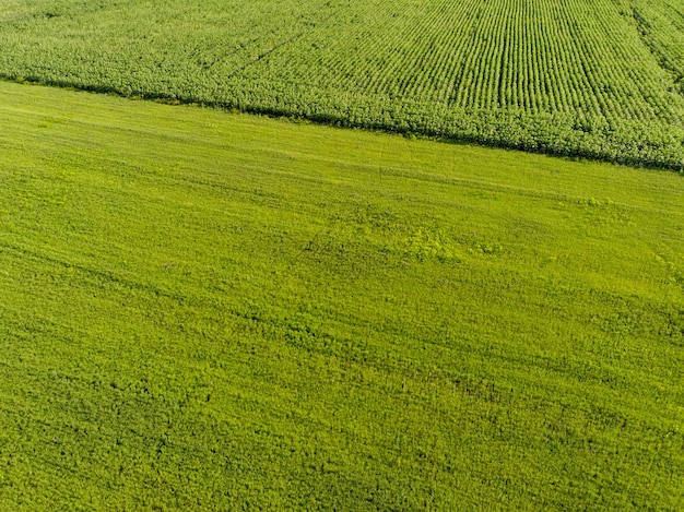 A photo taken from a bird's-eye view. Top-down view. Ecological completely green wheat fields in the countryside. A large plantation with a harvest. Agronomic background.