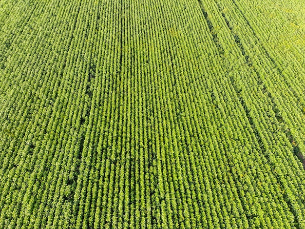 A photo taken from a bird's-eye view. Top-down view. Multi-row extensive rural green fields with many plantations with crops being prepared for harvesting. The concept of agriculture.