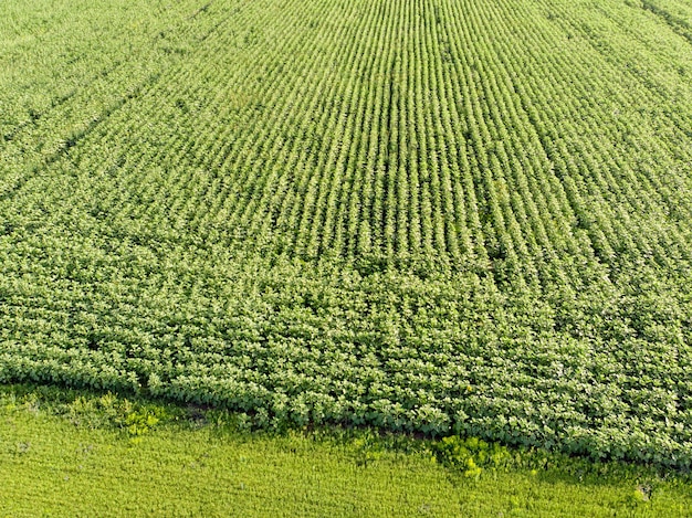 A photo taken from a bird's-eye view. Top view. A large farm plantation with a growing crop. Completely green rural fields. Agronomic background. The concept of the village.