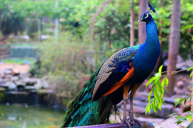 Photo taken of Peacocks in the Zoo and Botanical Garden