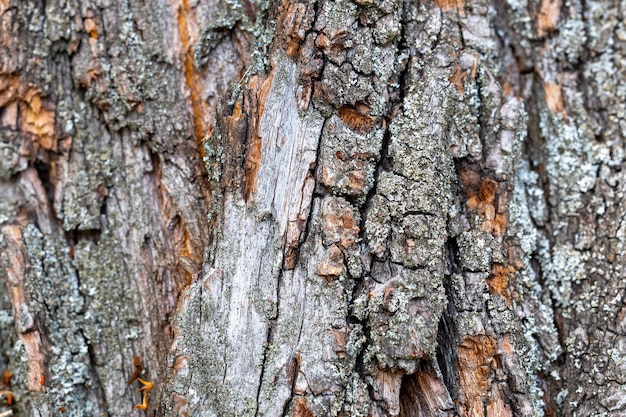 Photo The texture of the old tree the bark on the tree closeup