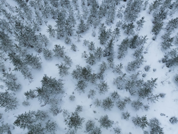 Photo texture of a winter young spruce forest photo from a drone