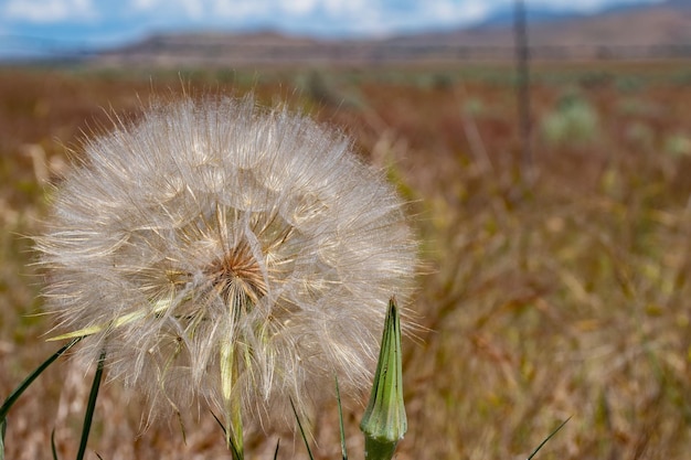 Photo photo of thistle photo