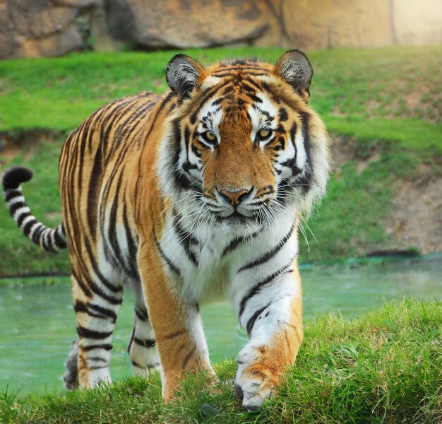 photo tiger staring with aggression in Madhya Pradesh