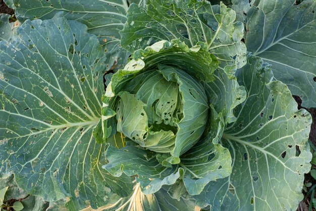 Photo top view close-up head of cabbage with holey leaves gnawed by pest