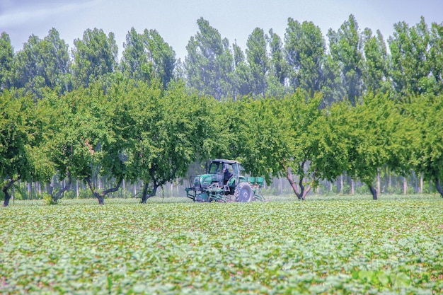 Photo photo tractor spraying chemical pesticides with sprayer on the large green agricultural field