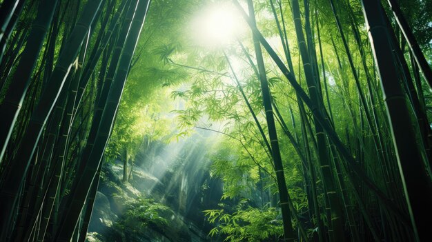 A photo of a tranquil bamboo forest sunlight filtering through the canopy