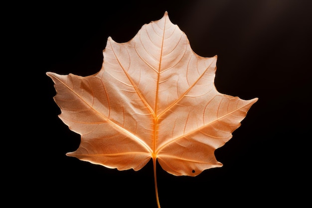 静脈のある半透明の秋の葉の写真 ジェネレーティブAI