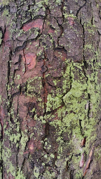 photo of tree bark texture