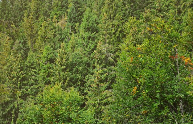 秋の初めに色を変える高い森の木の幹の写真