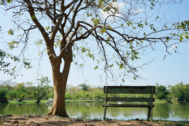 Foto foto di alberi nel parco