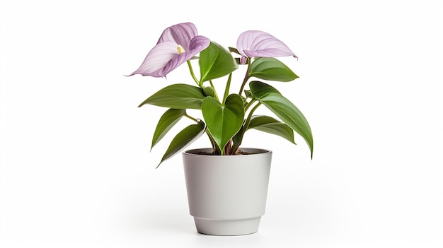 Photo of Trillium flower in pot isolated on white background