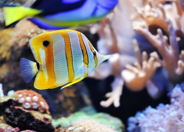 Photo of a tropical fish on a coral reef