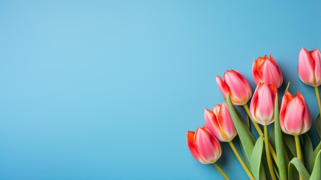 Photo of tulips flowers on blue background