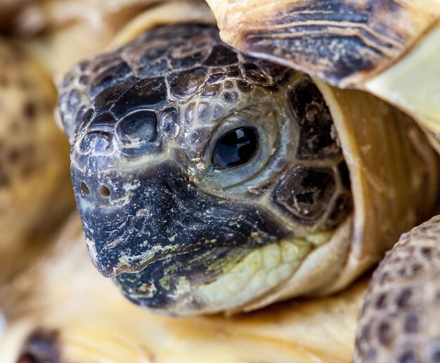 Photo of a turtle close up