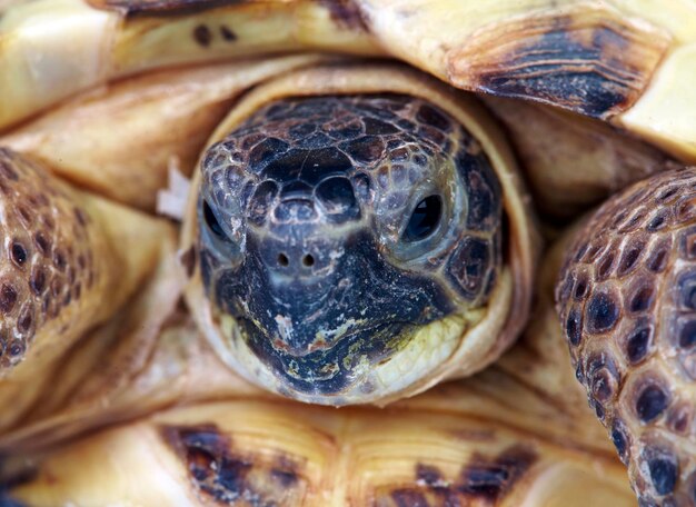 Photo of a turtle close up...