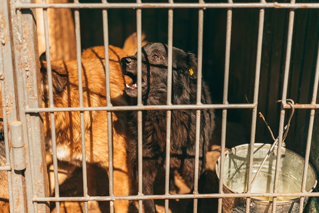 Photo of two dogs in a shelter behind the bars.