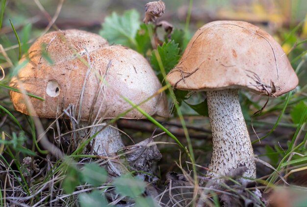 Photo of two mushrooms podberezovikov growing in the forest in the grass