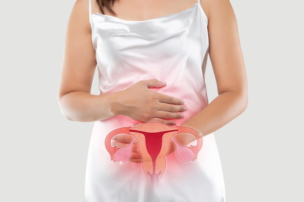 자궁 사진은 여성의 몸에 있고 흰색 배경에 격리되어 있으며 여성 해부학 개념