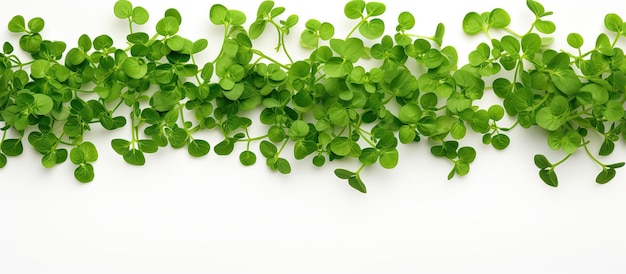 Photo of a vibrant group of green plants on a clean white background with ample copy space