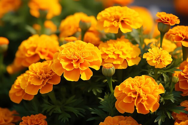 Photo of vibrant marigold flowers in a traditional set