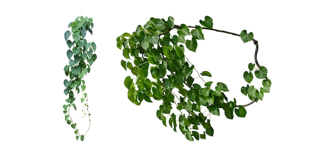 Photo vine with green heartshaped leaves twisted separately on a white background