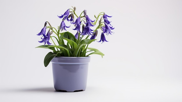 Photo of Virginia Bluebell flower in pot isolated on white background