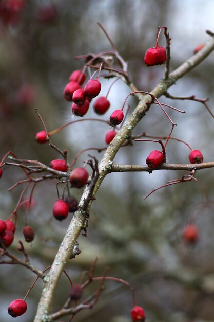 Photo photo of a walk around the city in winter