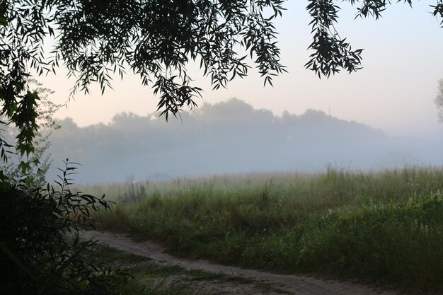 Foto foto di una passeggiata nella natura della foresta vicino al fiume