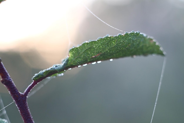 Foto foto di una passeggiata nella natura della foresta vicino al fiume